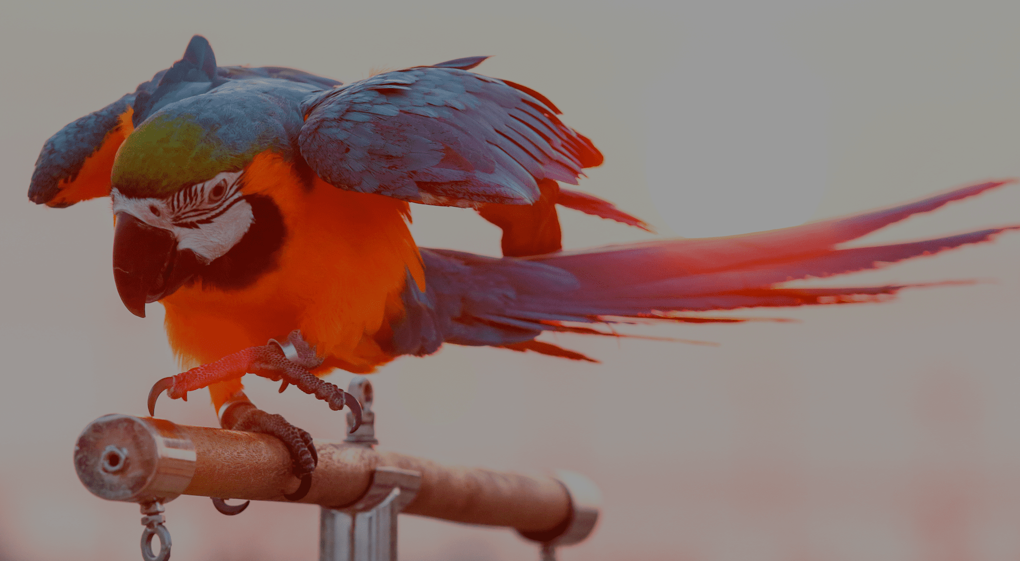 PRESERVAR <p> O MEIO AMBIENTE